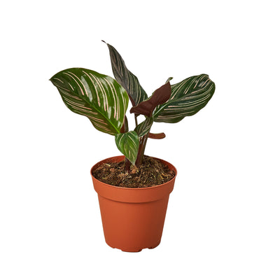 Elegant Calathea 'Ornata' (Pinstripe Plant) with dark green leaves and prominent pink stripes