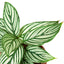 Close-up of the delicate striped pattern on a Calathea 'Vittata' leaf