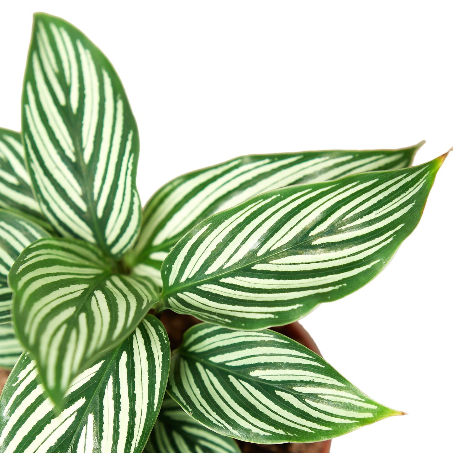 Close-up of the delicate striped pattern on a Calathea 'Vittata' leaf