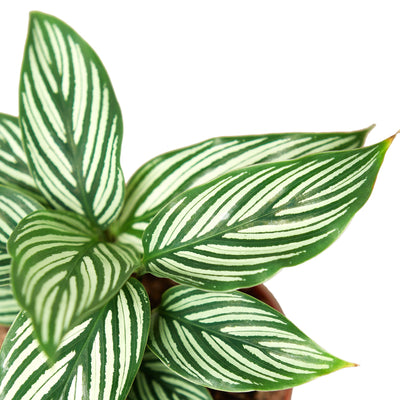 Close-up of the delicate striped pattern on a Calathea 'Vittata' leaf