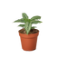 Calathea 'Vittata' plant with elegant light green stripes on dark green leaves