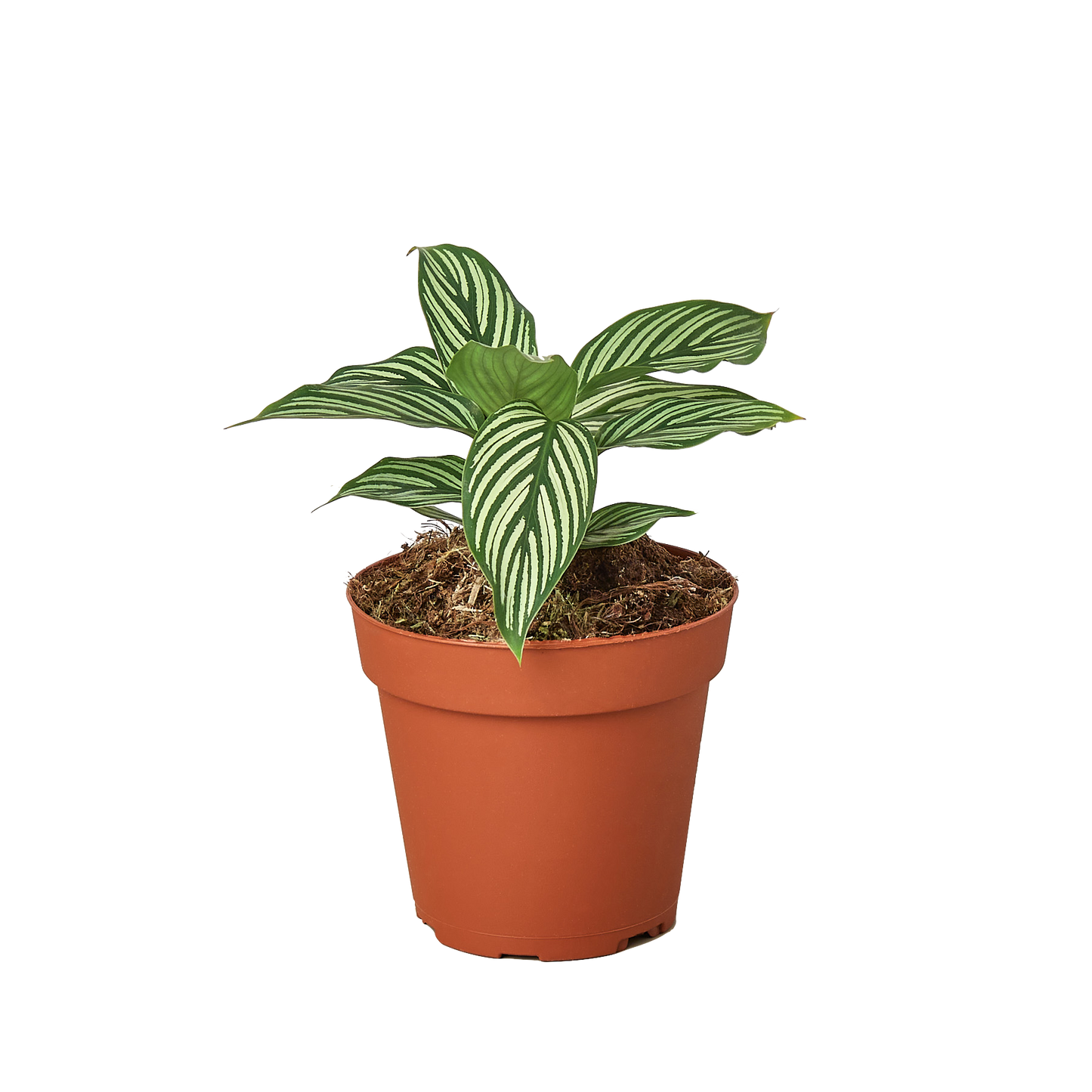 Calathea 'Vittata' plant with elegant light green stripes on dark green leaves