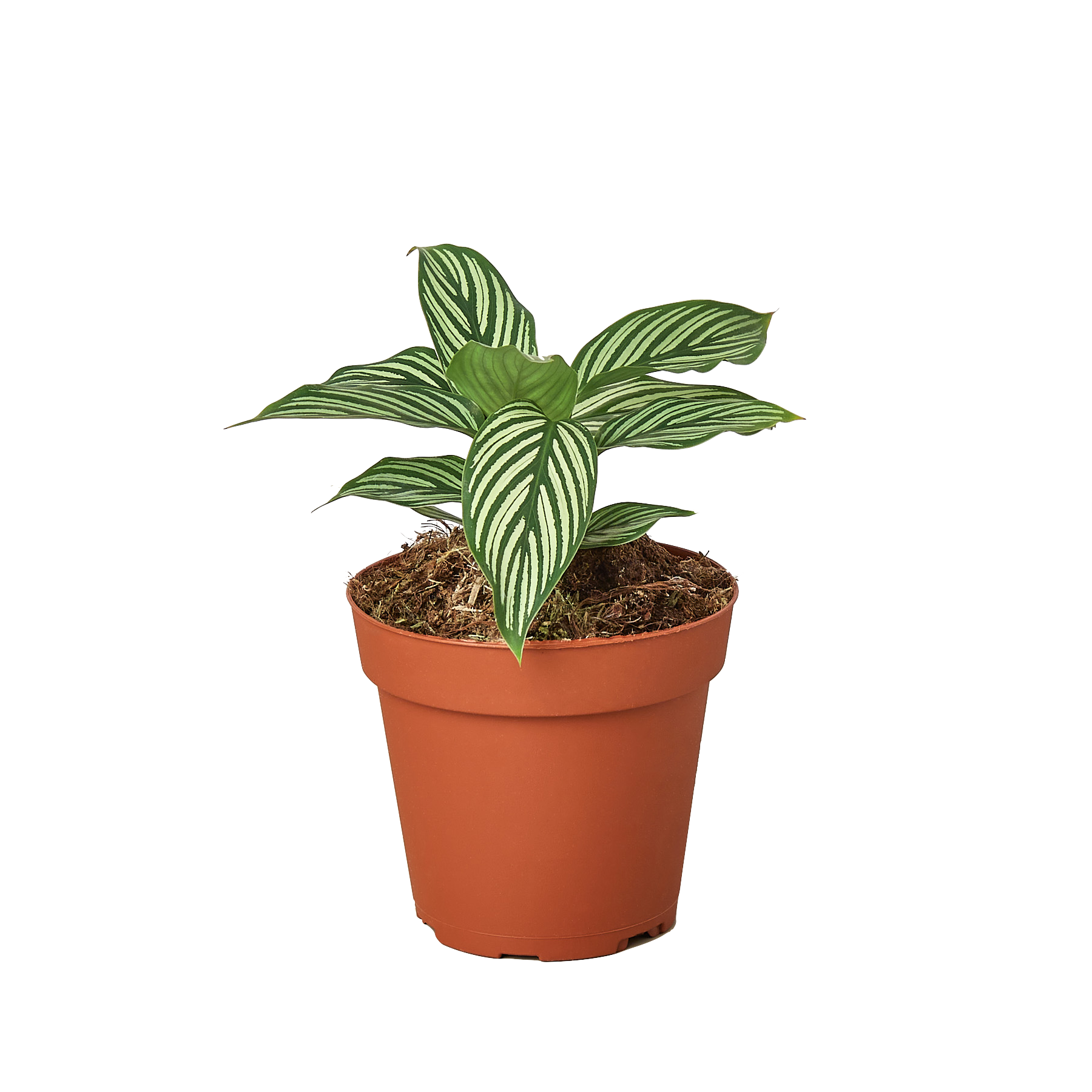Calathea 'Vittata' plant with elegant light green stripes on dark green leaves