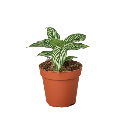 Calathea 'Vittata' plant with elegant light green stripes on dark green leaves