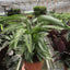 Calathea 'Vittata' leaves in "prayer" position, folded upwards