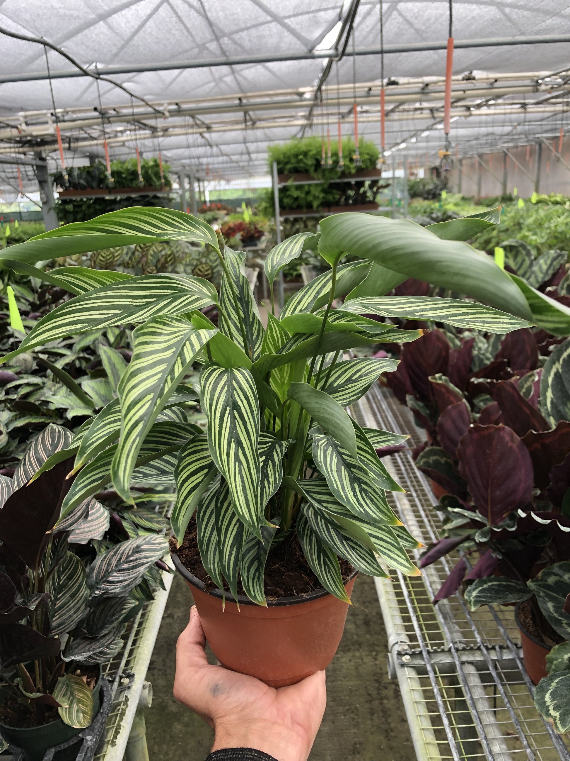 Calathea 'Vittata' leaves in "prayer" position, folded upwards