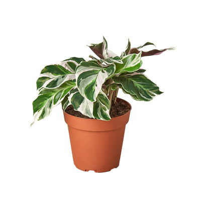 Calathea 'White Fusion' plant with striking white and green patterned leaves