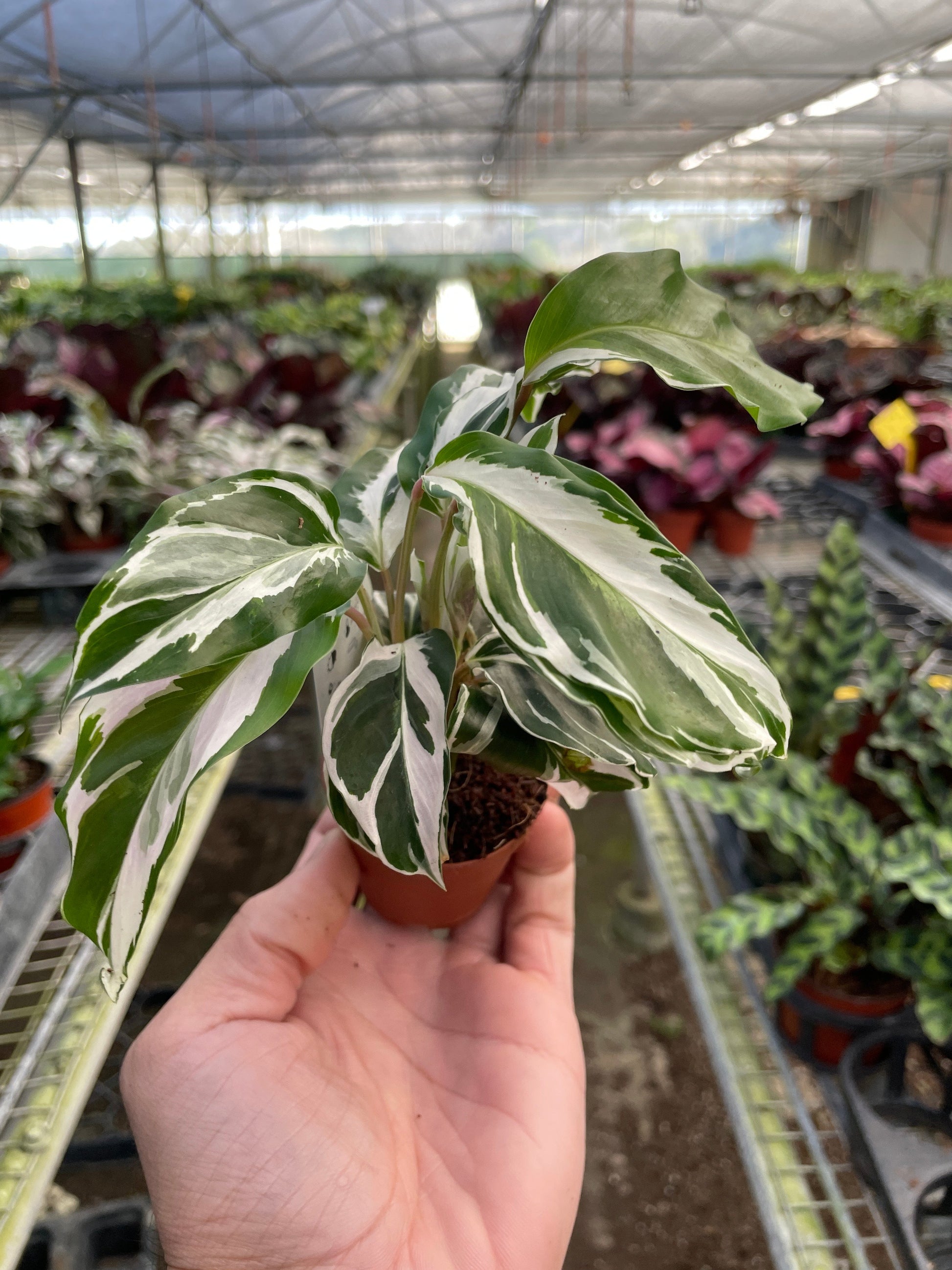 Underside view of a Calathea 'White Fusion' leaf displaying its light purple-pink hue