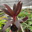 Close-up of the deep purple and pink leaves of the Cordyline 'Calypso Queen', showing its vivid coloration