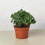 Cream-colored, spiked inflorescence of a Peperomia 'Ripple' plant