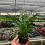Peace Lily | Flowering, Low-Light Air Purifier