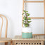 Stylish 4.7 Inch Ceramic Plant Pots for Home & Office - Matte Finish with Drainage Hole (Green, White & Gold Stripe)