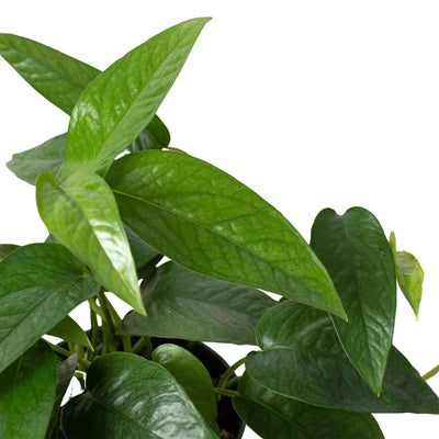 Cebu Blue Pothos trailing gracefully from a hanging planter or shelf