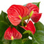 Anthurium 'Red' - Vibrant Flamingo Flower