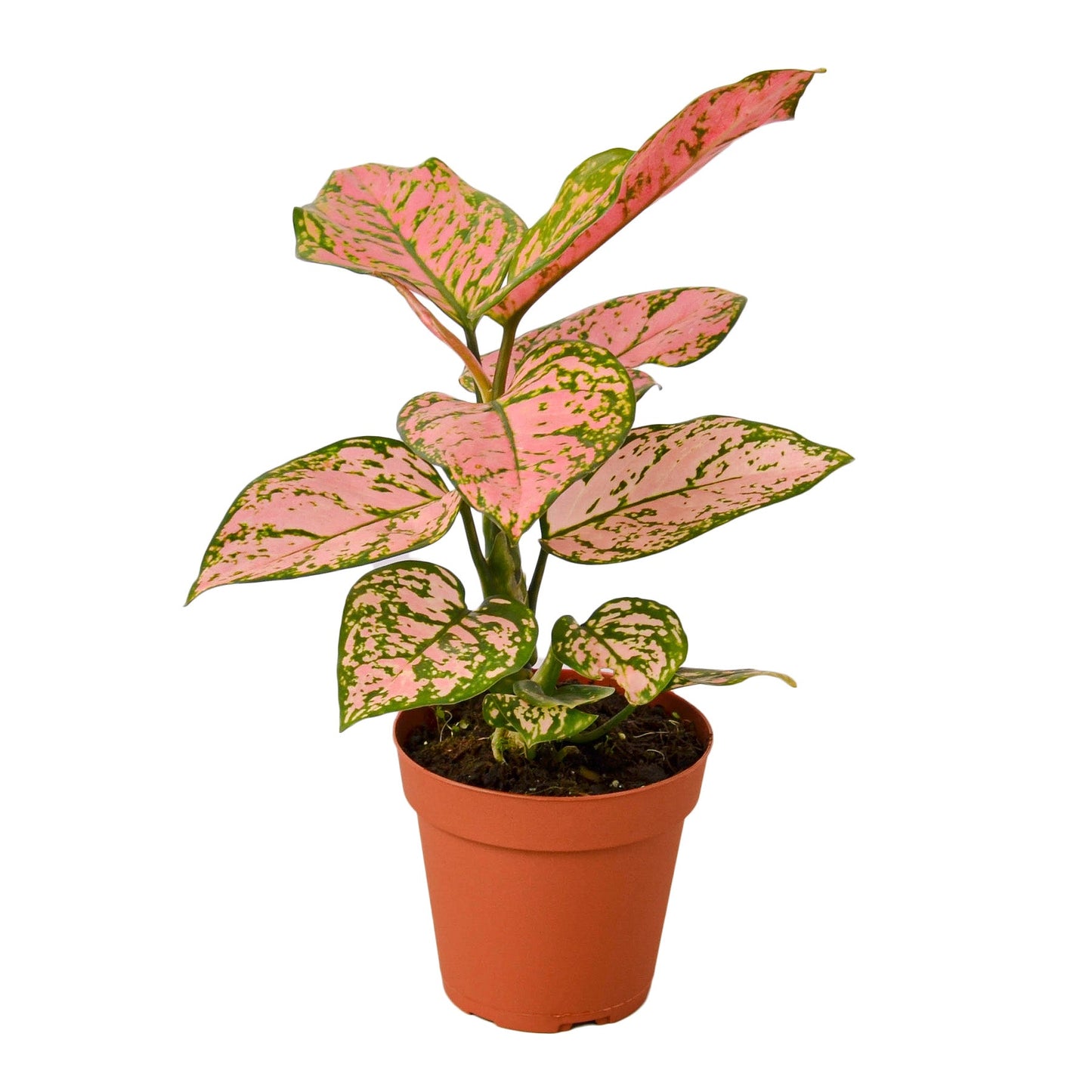 Chinese Evergreen 'Lady Valentine' plant with large green leaves splashed with vibrant pink
