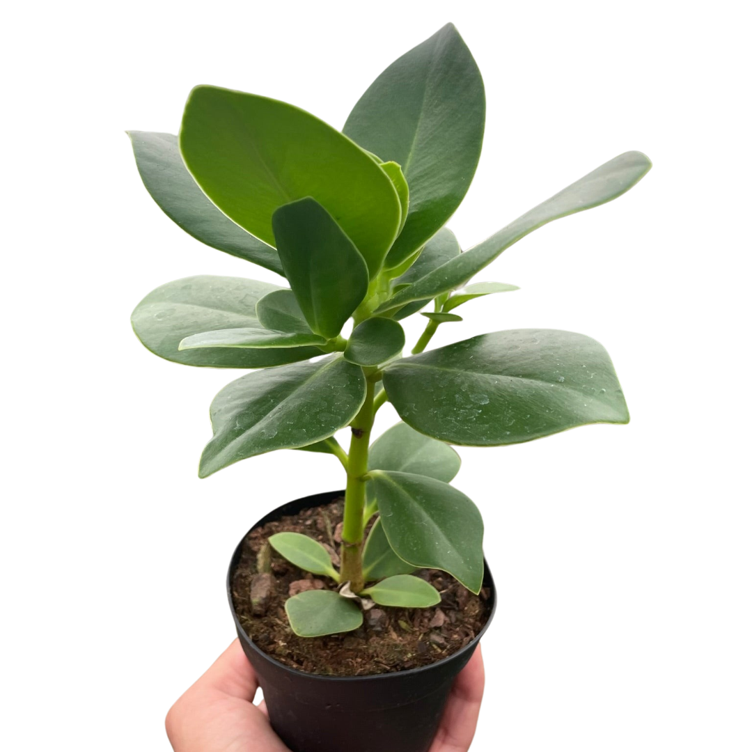 Clusia 'Princess' Autograph Plant with its thick, waxy green leaves