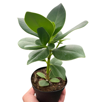 Clusia 'Princess' Autograph Plant with its thick, waxy green leaves
