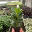 Clusia 'Princess' Autograph Plant in a decorative pot, showcasing its lush foliage and eye-catching appearance