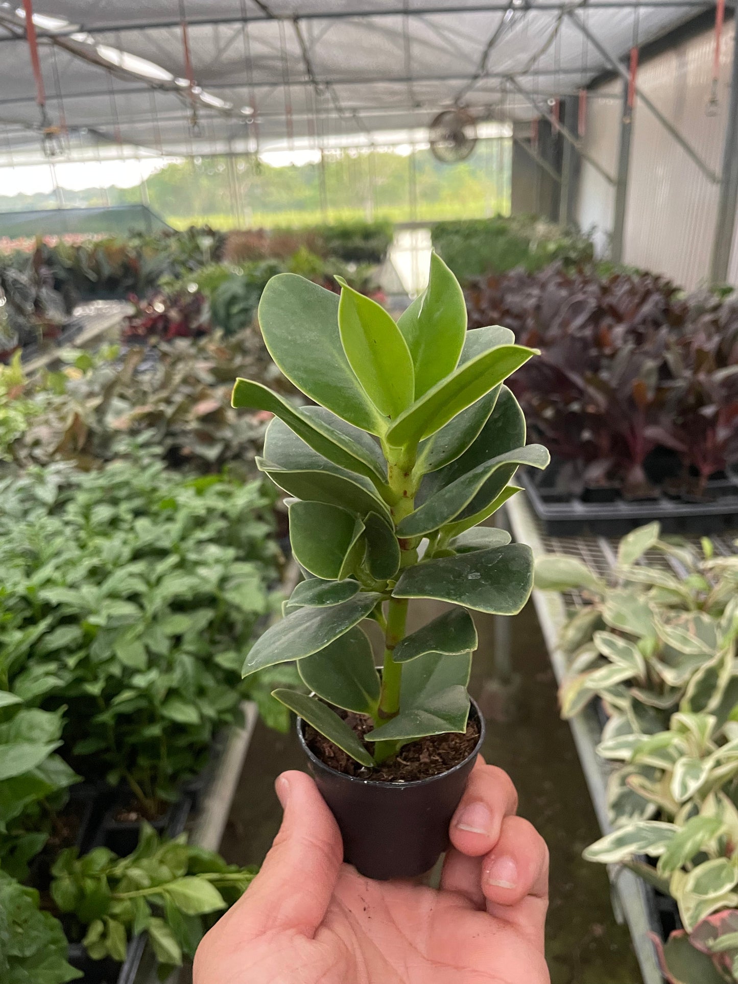 Clusia 'Princess' Autograph Plant in a decorative pot, showcasing its lush foliage and eye-catching appearance