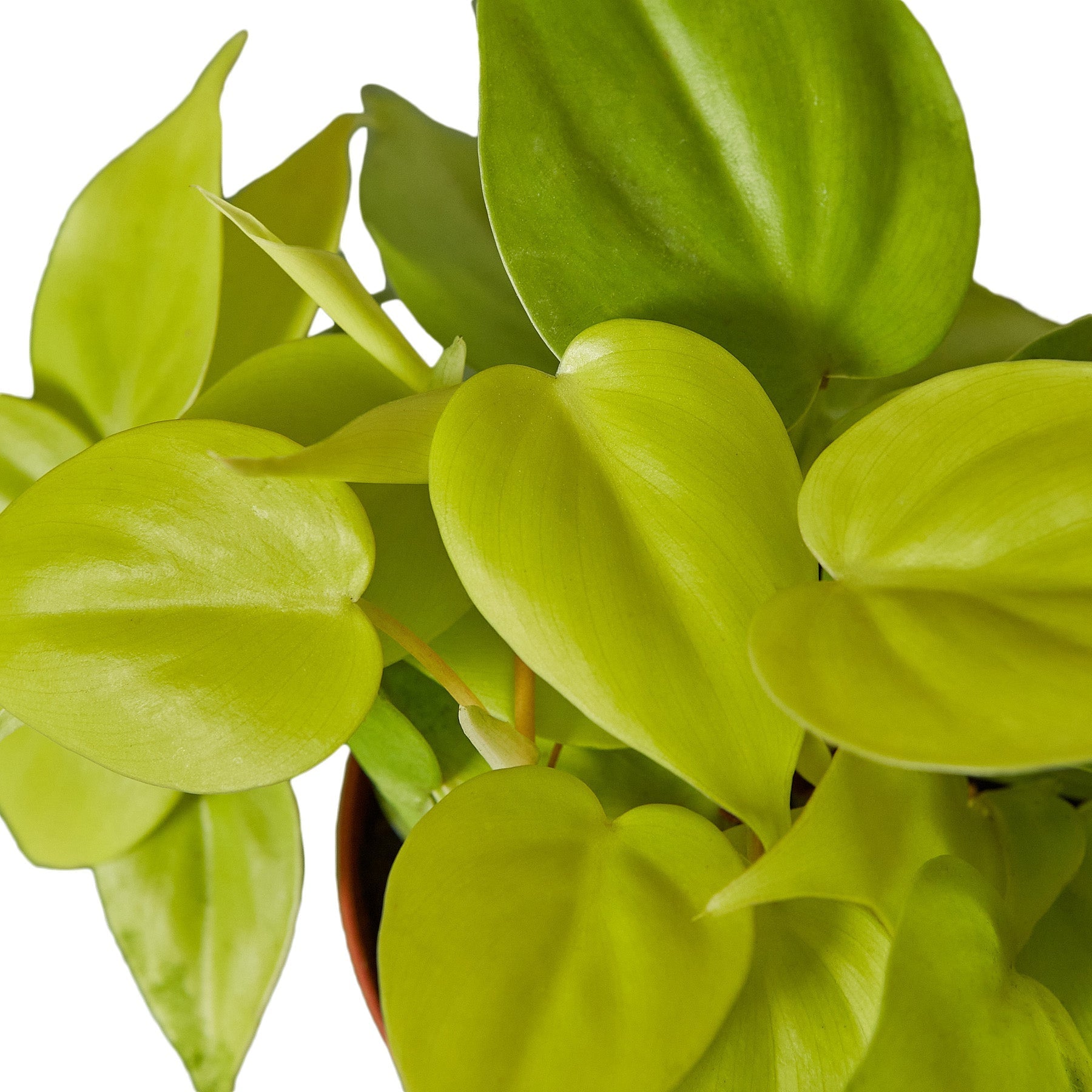 Close-up of a Philodendron 'Neon' leaf showcasing its bright chartreuse color and prominent veins
