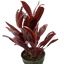 Cordyline 'Calypso Queen' plant with vibrant deep purple and pink leaves
