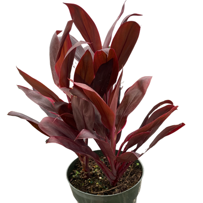 Cordyline 'Calypso Queen' plant with vibrant deep purple and pink leaves
