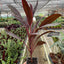 Full view of a potted Cordyline 'Calypso Queen', showcasing its upright growth and lush appearance