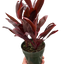 Cordyline 'Calypso Queen' in a pot, symbolizing the need for consistently moist (but not soggy) soil