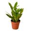 Croton 'Gold Dust' houseplant with deep green leaves covered in bright yellow spots in a white pot
