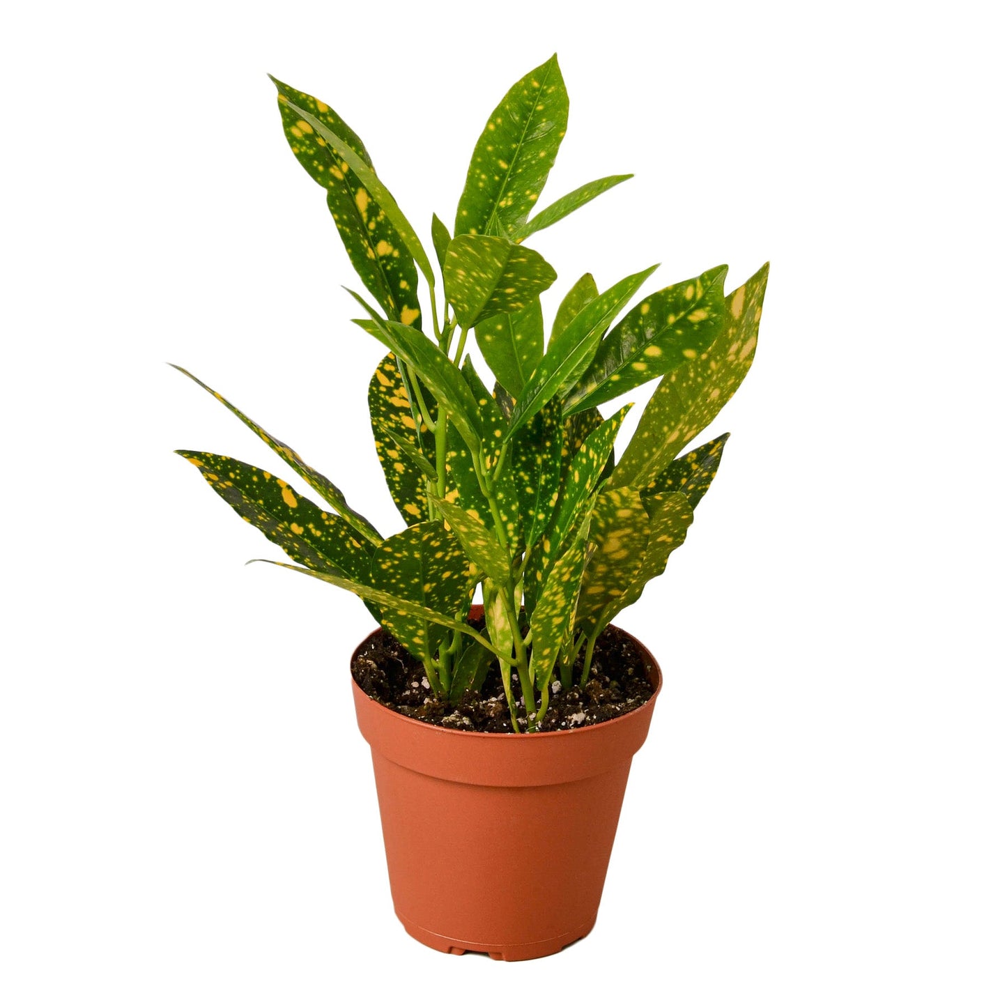 Croton 'Gold Dust' houseplant with deep green leaves covered in bright yellow spots in a white pot
