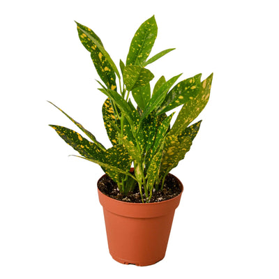 Croton 'Gold Dust' houseplant with deep green leaves covered in bright yellow spots in a white pot
