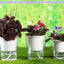 3 Packs 7" Large Clear Self-Watering Planters African Violet Pots Plastic Plant Pots Wicking Flower Pots for Indoor Plants, Herbs, African Violet, Ocean Spider Plant, Orchid Pot, Clear and White
