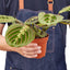 Red Prayer Plant | Pet-Safe Hanging Foliage