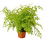 Maidenhair Fern | Pet-Friendly, Soft & Shade-Loving