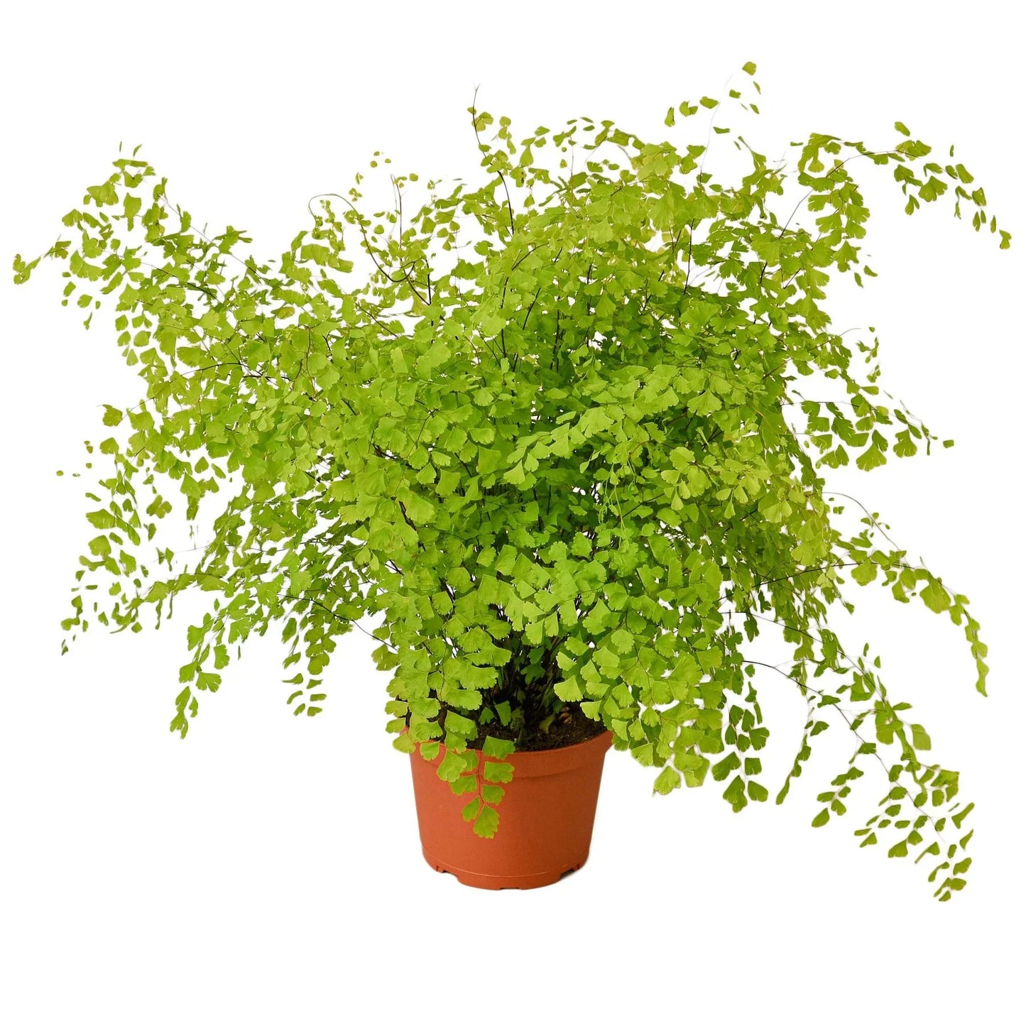 Maidenhair Fern | Pet-Friendly, Soft & Shade-Loving