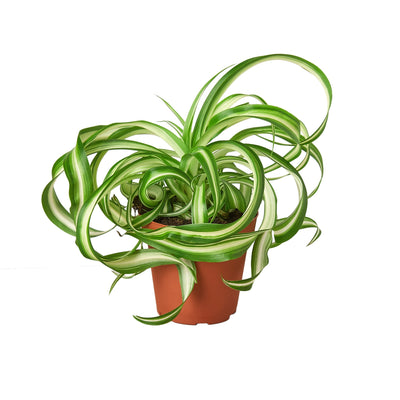 Spider Plant 'Bonnie' | Pet-Safe, Trailing Purifier