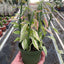 Detailed view of the variegation in shades of chartreuse, yellow, and cream on the small, pointed leaves