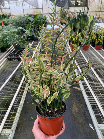 Close-up of the delightfully crooked, zig-zag stems of the Variegated Devil's Backbone plant
