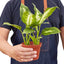 Full view of a healthy and bushy Dieffenbachia 'Camille' plant, highlighting its upright growth
