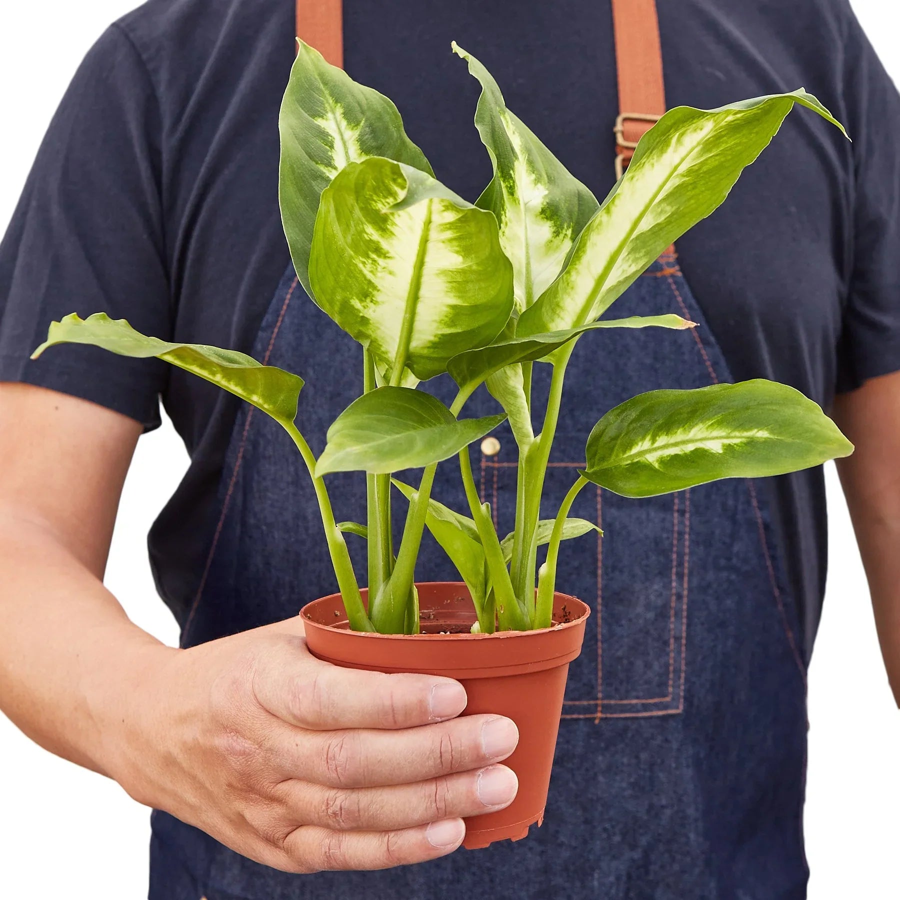 Full view of a healthy and bushy Dieffenbachia 'Camille' plant, highlighting its upright growth
