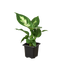 Dieffenbachia 'Camille' leaves illuminated by indirect light, emphasizing the variegation contrast

