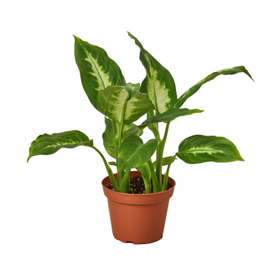 Dieffenbachia 'Camille' houseplant with large green leaves and creamy yellow centers in a pot
