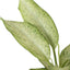 Detailed view of the large, glossy, variegated foliage of Dieffenbachia 'Camouflage'