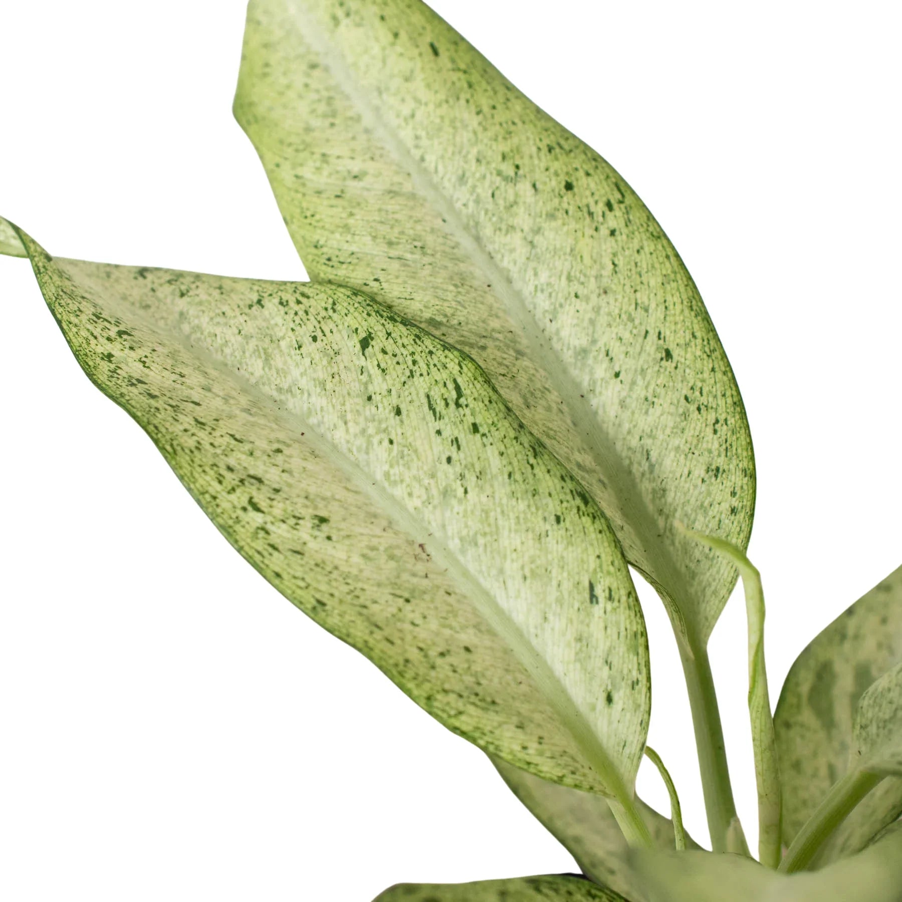 Detailed view of the large, glossy, variegated foliage of Dieffenbachia 'Camouflage'