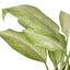Full, dense Dieffenbachia 'Camouflage' plant with upright arching leaves