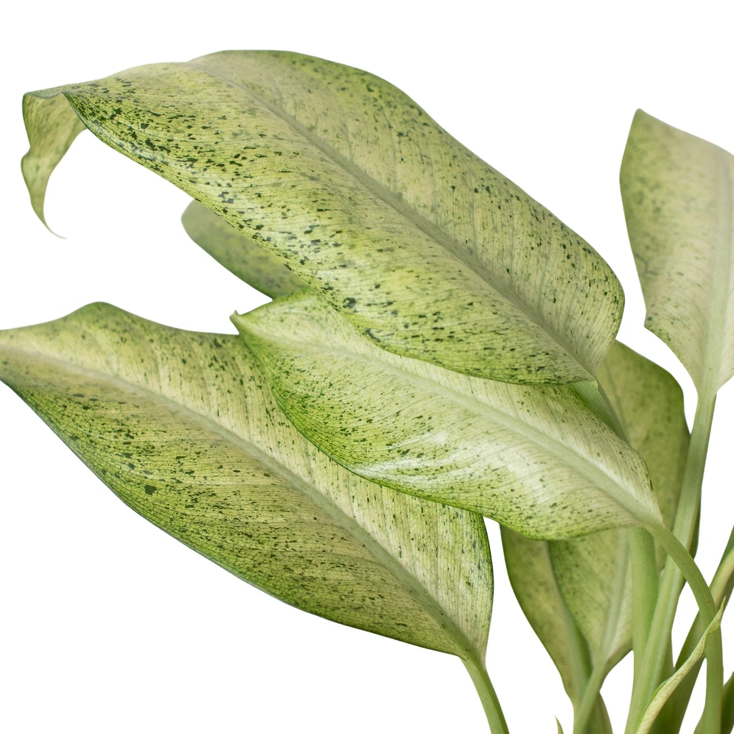 Full, dense Dieffenbachia 'Camouflage' plant with upright arching leaves