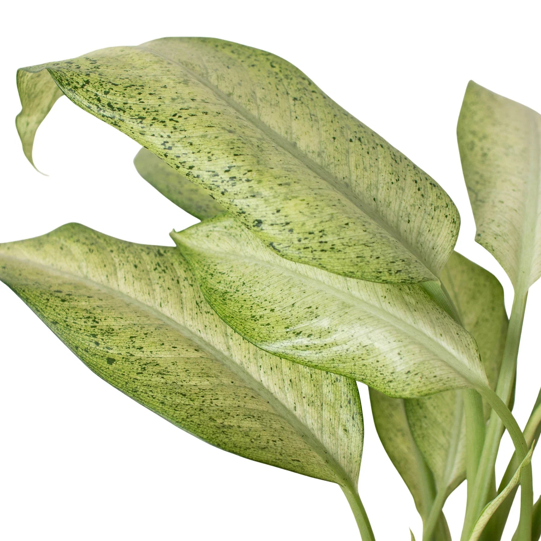 Full, dense Dieffenbachia 'Camouflage' plant with upright arching leaves