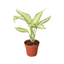 Dieffenbachia 'Camouflage' plant with large, variegated green and cream leaves