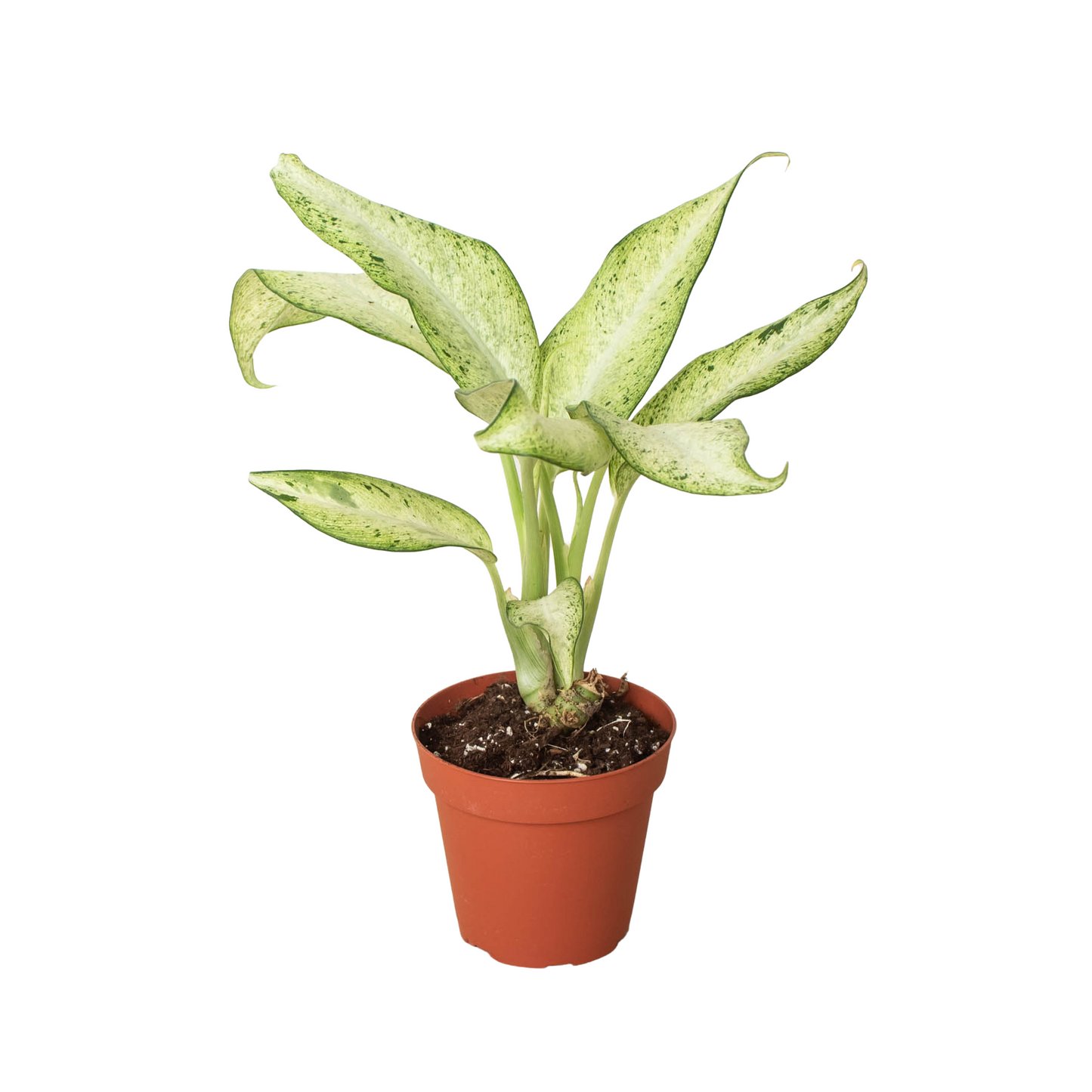 Dieffenbachia 'Camouflage' plant with large, variegated green and cream leaves