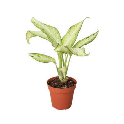 Dieffenbachia 'Camouflage' plant with large, variegated green and cream leaves